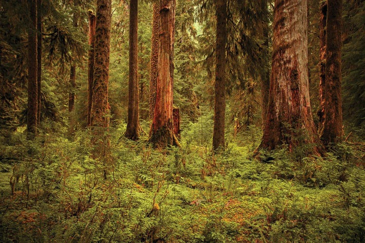 Hoh Rain Forest - Olympic National Park - Washington