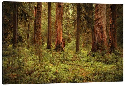 Hoh Rain Forest - Olympic National Park - Washington Canvas Art Print - Annabelle Chabert