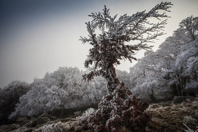 Angel Frozen Tree