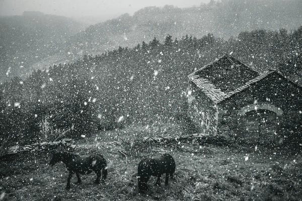 Rural Scenary