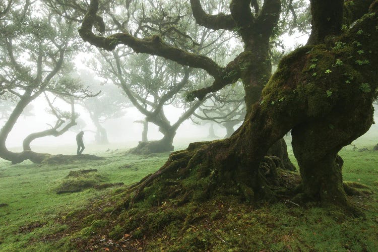 Misty Forest Of Fanal - Madeira