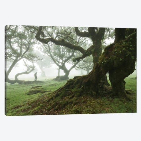Misty Forest Of Fanal - Madeira Canvas Print #AAB43} by Annabelle Chabert Canvas Art