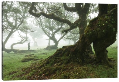 Misty Forest Of Fanal - Madeira Canvas Art Print - Annabelle Chabert