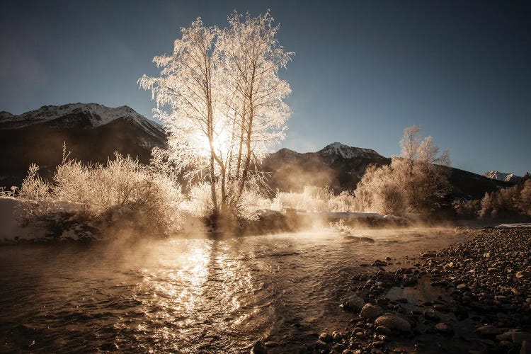 The Golden Frosty Tree