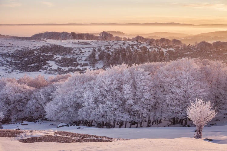 Frosty Landscape In The Morning Light