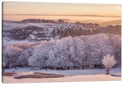 Frosty Landscape In The Morning Light Canvas Art Print - Annabelle Chabert