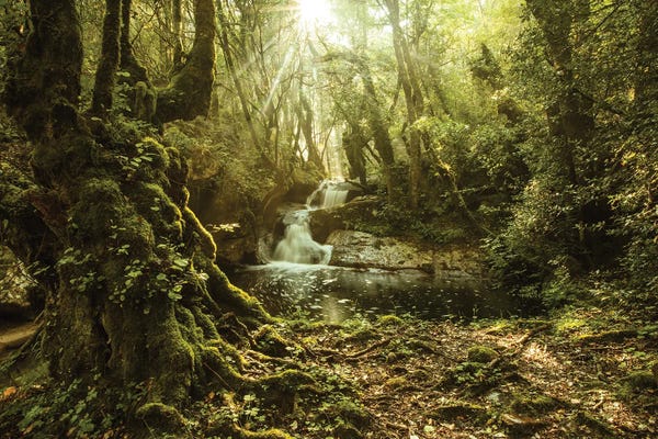 Green Paradise In Corsica Island