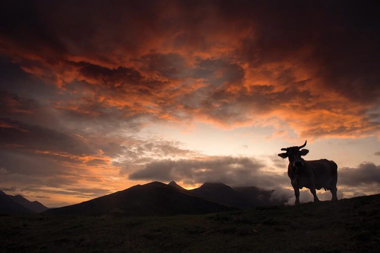 Cow Silhouette At Dusk by Annabelle Chabert wall art