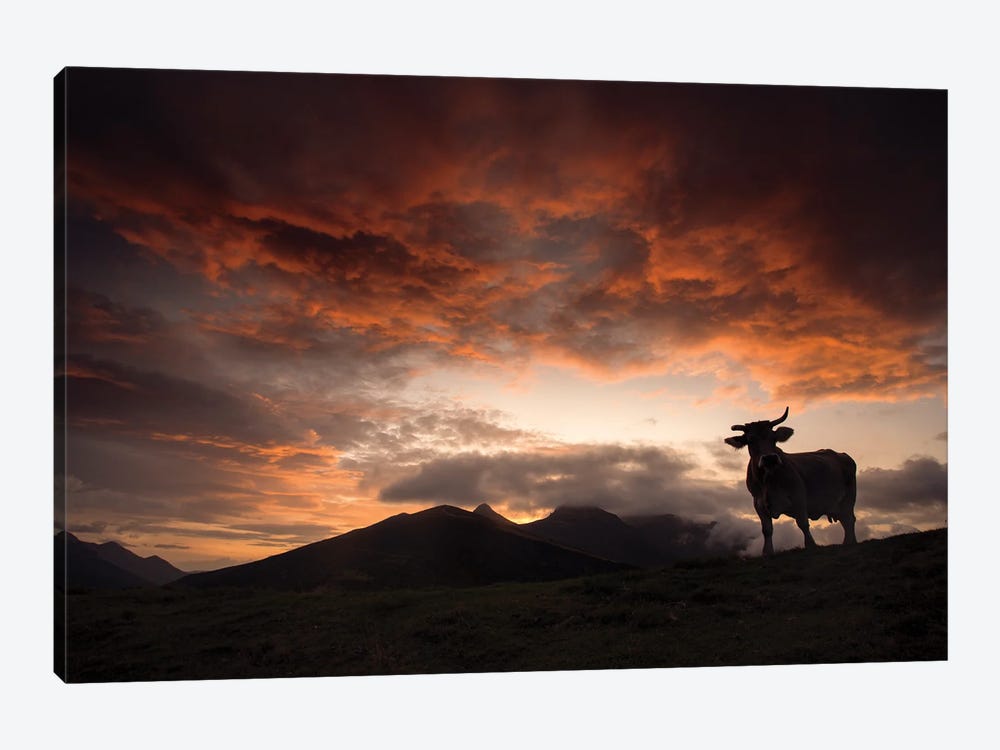 Cow Silhouette At Dusk by Annabelle Chabert 1-piece Canvas Wall Art