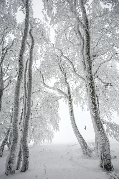 Foggy Forest In Winter