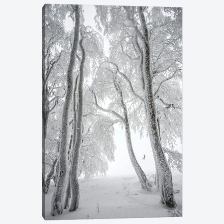 Foggy Forest In Winter Canvas Print #AAB65} by Annabelle Chabert Canvas Art Print