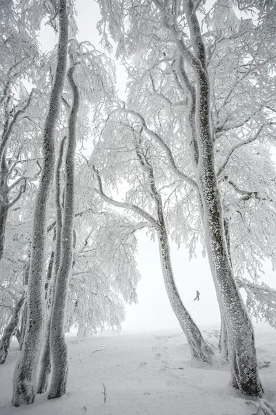Winter Wonderland: Foggy Forest In Winter by Annabelle Chabert