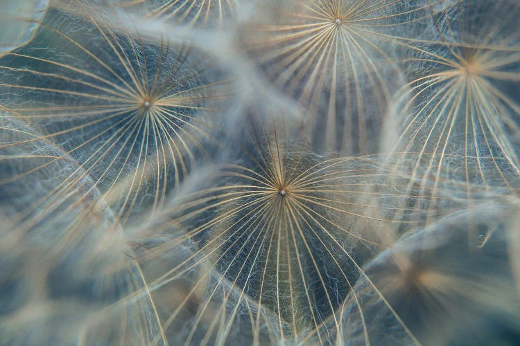 Umbelliferous Detail II