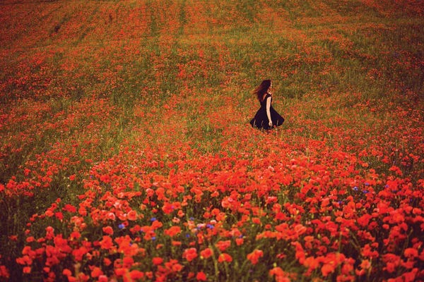 Annabelle Chabert: Poppy Field And The Woman In The Black Dress by Annabelle Chabert