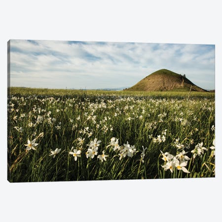 Narcissus Field Canvas Print #AAB69} by Annabelle Chabert Canvas Artwork