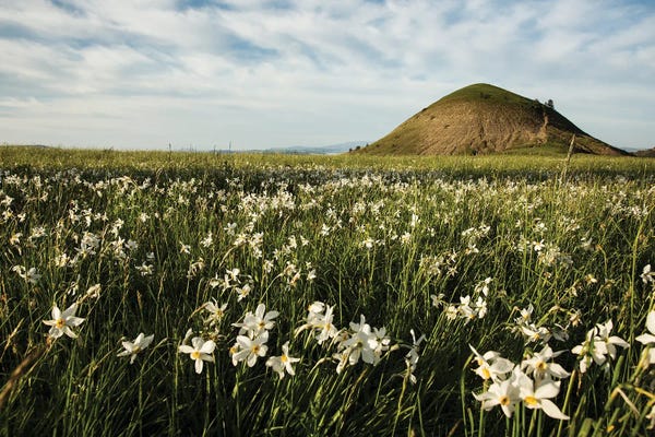 Annabelle Chabert: Narcissus Field by Annabelle Chabert