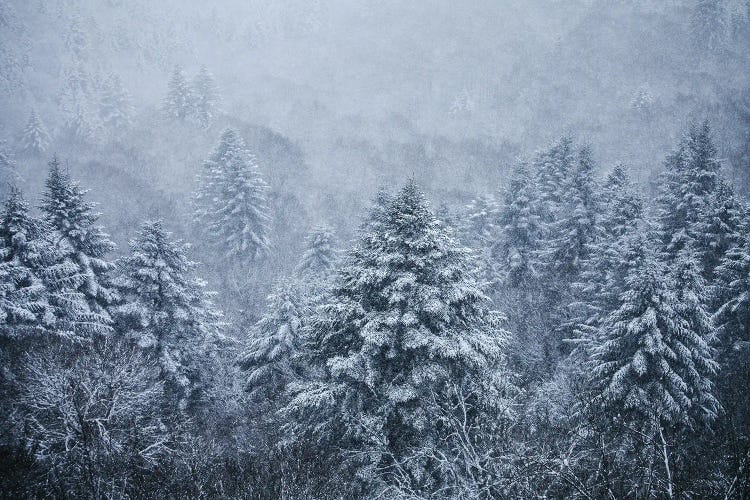 Ghost Trees Under The Snowflakes