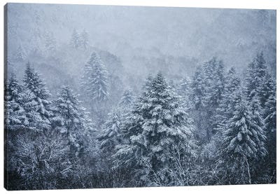 Ghost Trees Under The Snowflakes Canvas Art Print - Annabelle Chabert