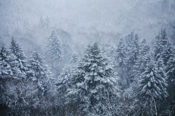 Snow: Ghost Trees Under The Snowflakes by Annabelle Chabert