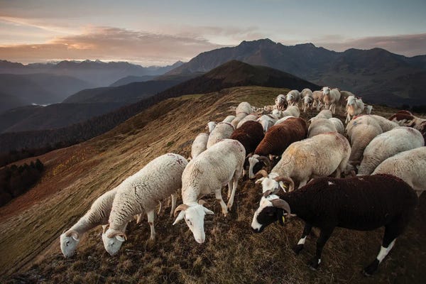 Sheep On The Range