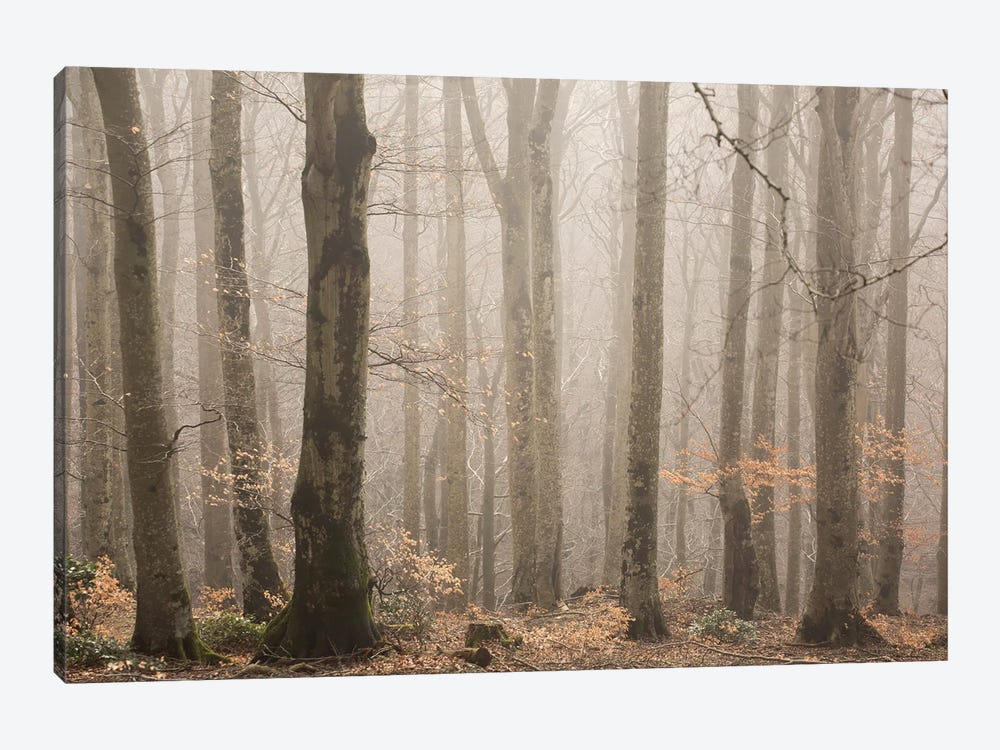 Mysterious Woods by Annabelle Chabert 1-piece Art Print