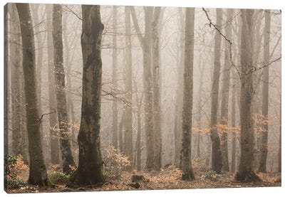Mysterious Woods Canvas Art Print - Annabelle Chabert