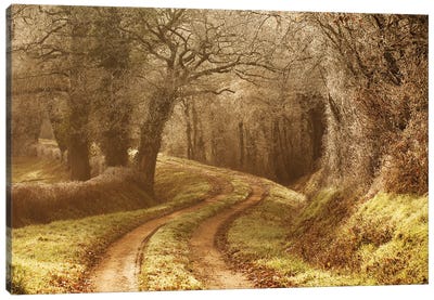 Frosted Path Canvas Art Print - Annabelle Chabert