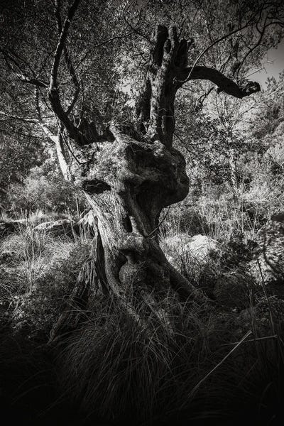 The Ent by Annabelle Chabert canvas print