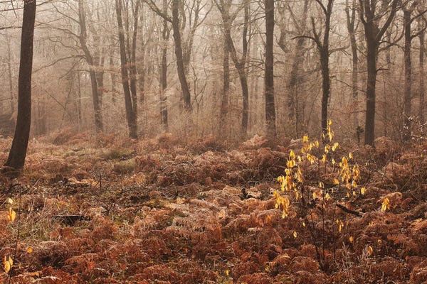Atmospheric Photography: Misty Autumn Forest by Annabelle Chabert