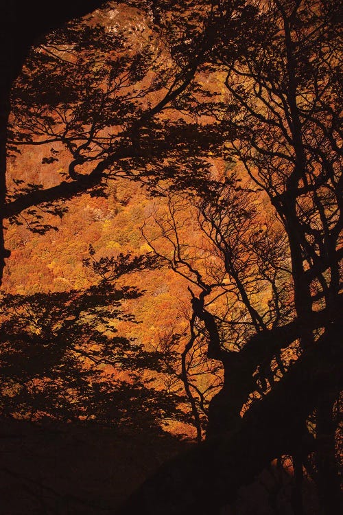 Window On Forest Nature