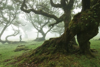 Into The Forest Of Fanal - Madeira Island by Annabelle Chabert canvas print