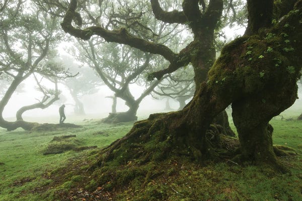 Into The Forest Of Fanal - Madeira Island