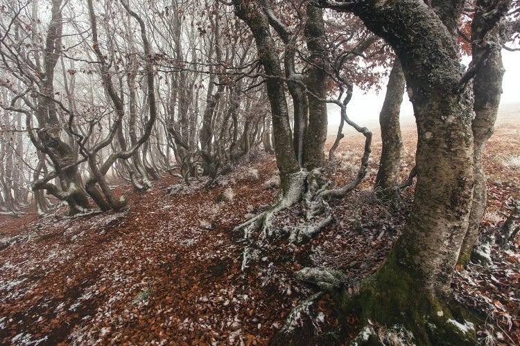 Into The Frosty Forest