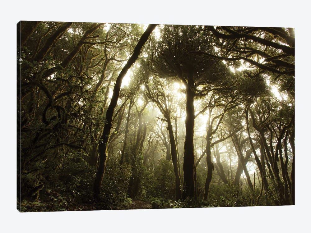 Mossy Atmosphere In A Primitive Forest by Annabelle Chabert 1-piece Art Print