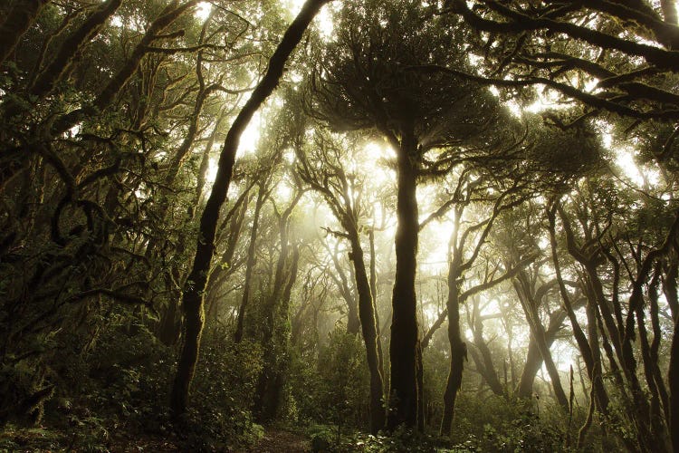 Mossy Atmosphere In A Primitive Forest