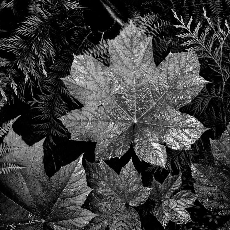 In Glacier National Park XXIII by Ansel Adams wall art