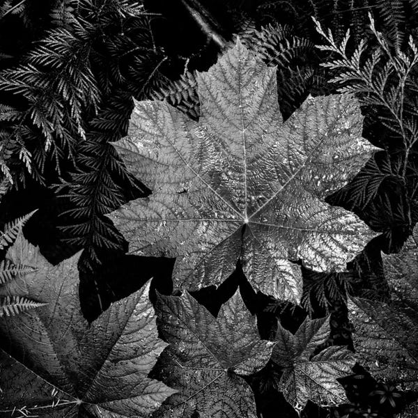 Glacier National Park: In Glacier National Park XXIII by Ansel Adams