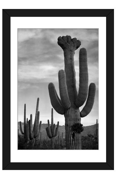 Saguaros, Saguaro National Monument Paper Art Print - Ansel Adams