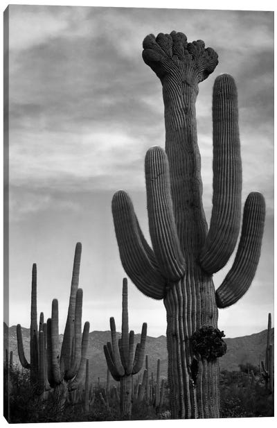 Saguaros, Saguaro National Monument Canvas Art Print - Black & White Scenic