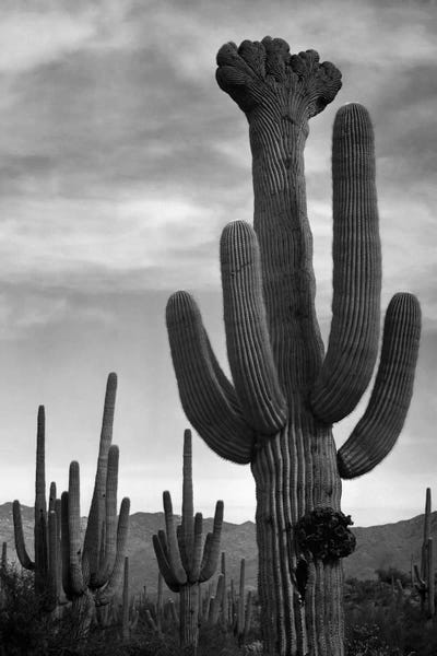 Ansel Adams: Saguaros, Saguaro National Monument by Ansel Adams