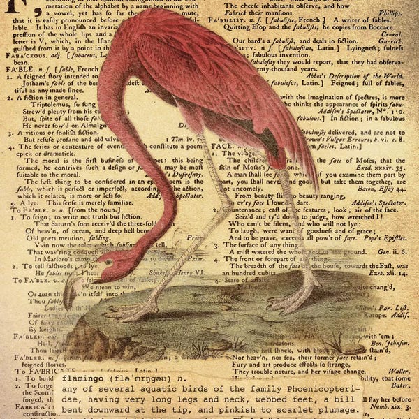 The Letter F: F - Flamingo Square by 5by5collective