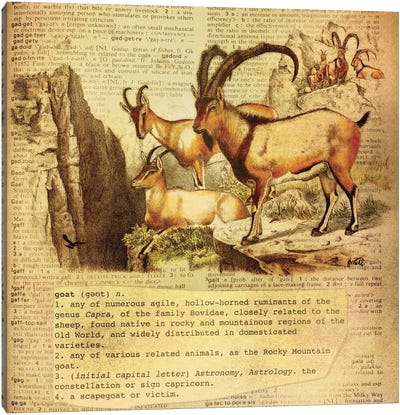 G - Goat Square Canvas Art Print - Alphabetical Animalia
