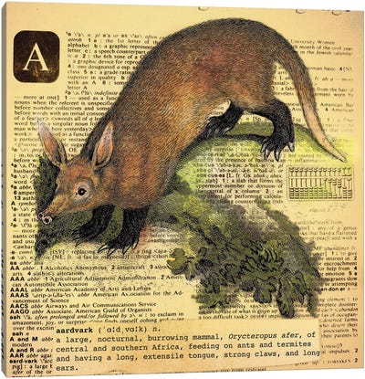 A - Aardvark Square Canvas Art Print - Alphabetical Animalia