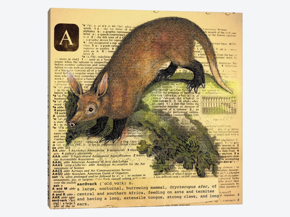 A - Aardvark Square by 5by5collective 1-piece Canvas Print