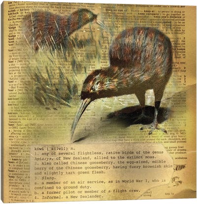 K - Kiwi Square Canvas Art Print - Animal Illustrations