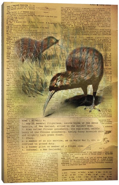 K - Kiwi Canvas Art Print - Alphabetical Animalia