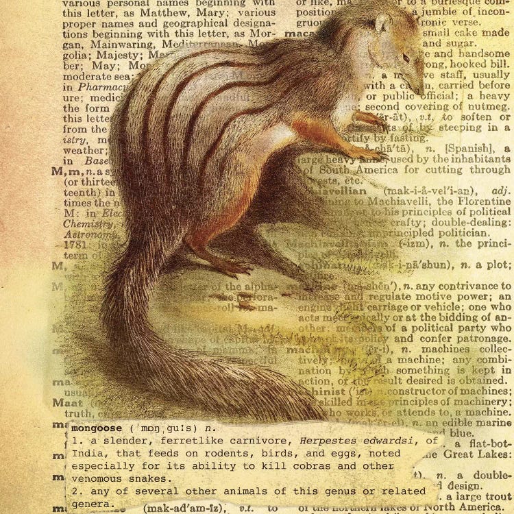 M - Mongoose Square