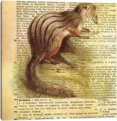M - Mongoose Square Canvas Art Print - Alphabetical Animalia