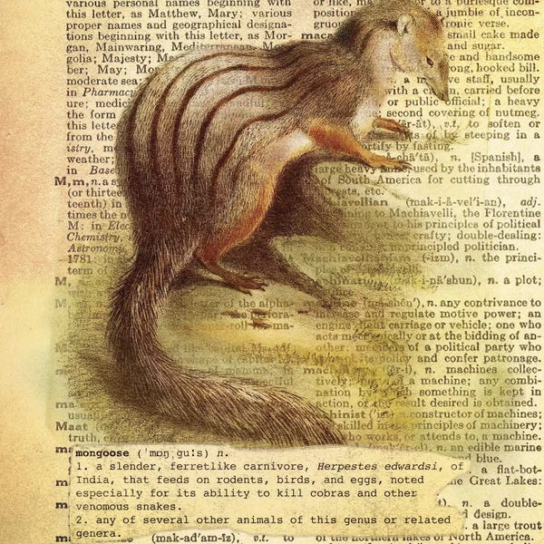 M - Mongoose Square