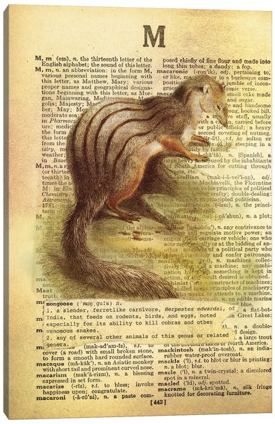 M - Mongoose Canvas Art Print - Alphabetical Animalia